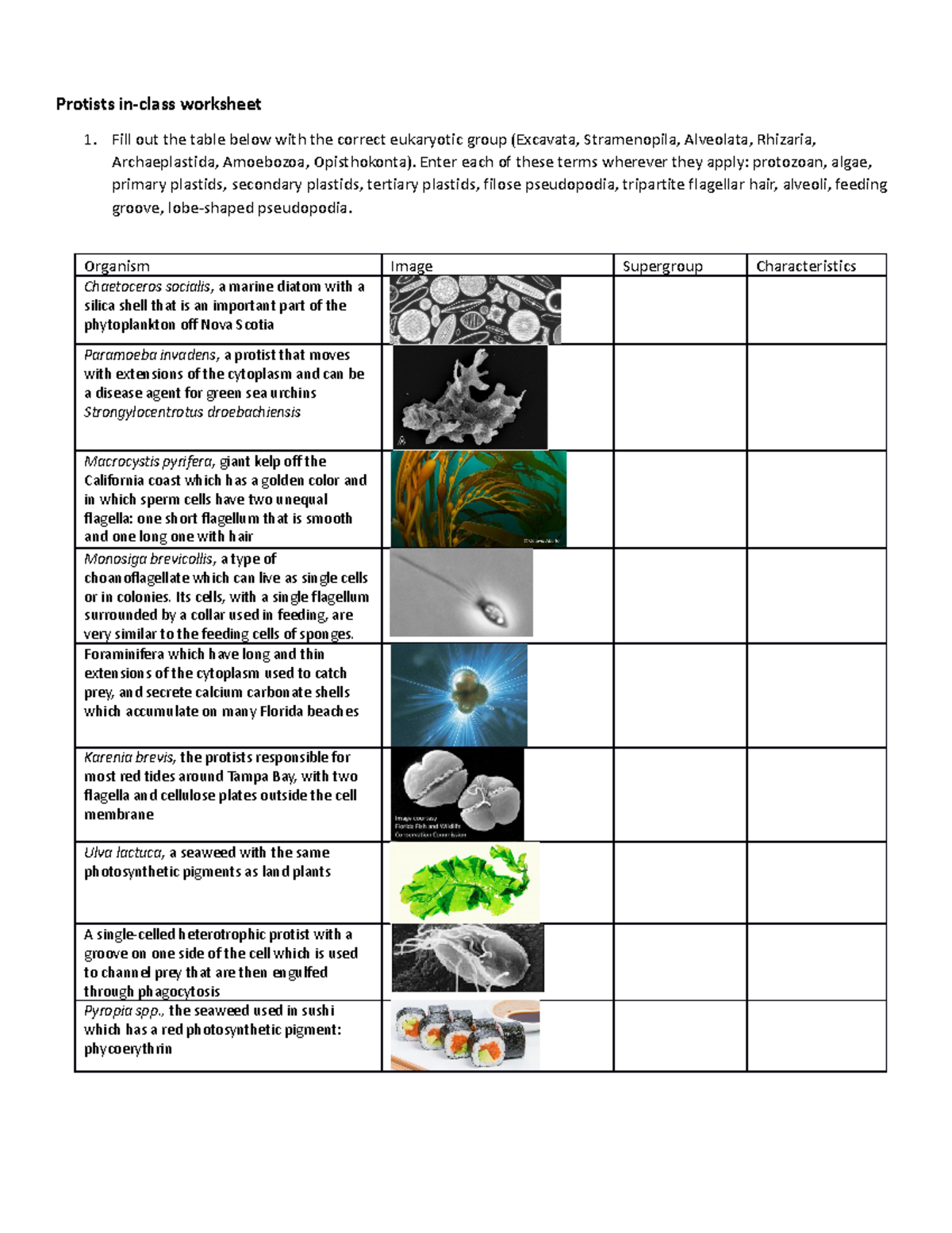 Printable Worksheets On Protists