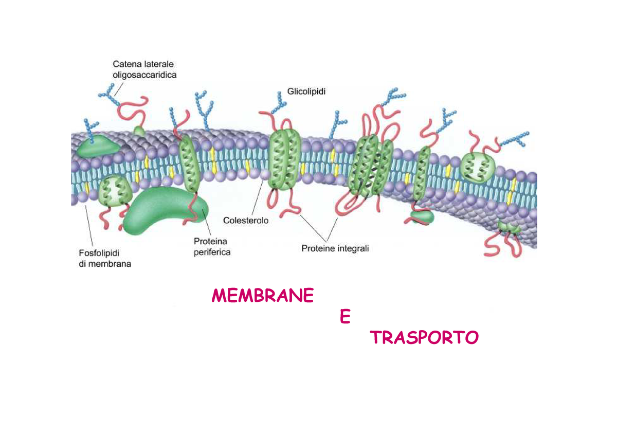 Membrane E Trasporto - - Studocu