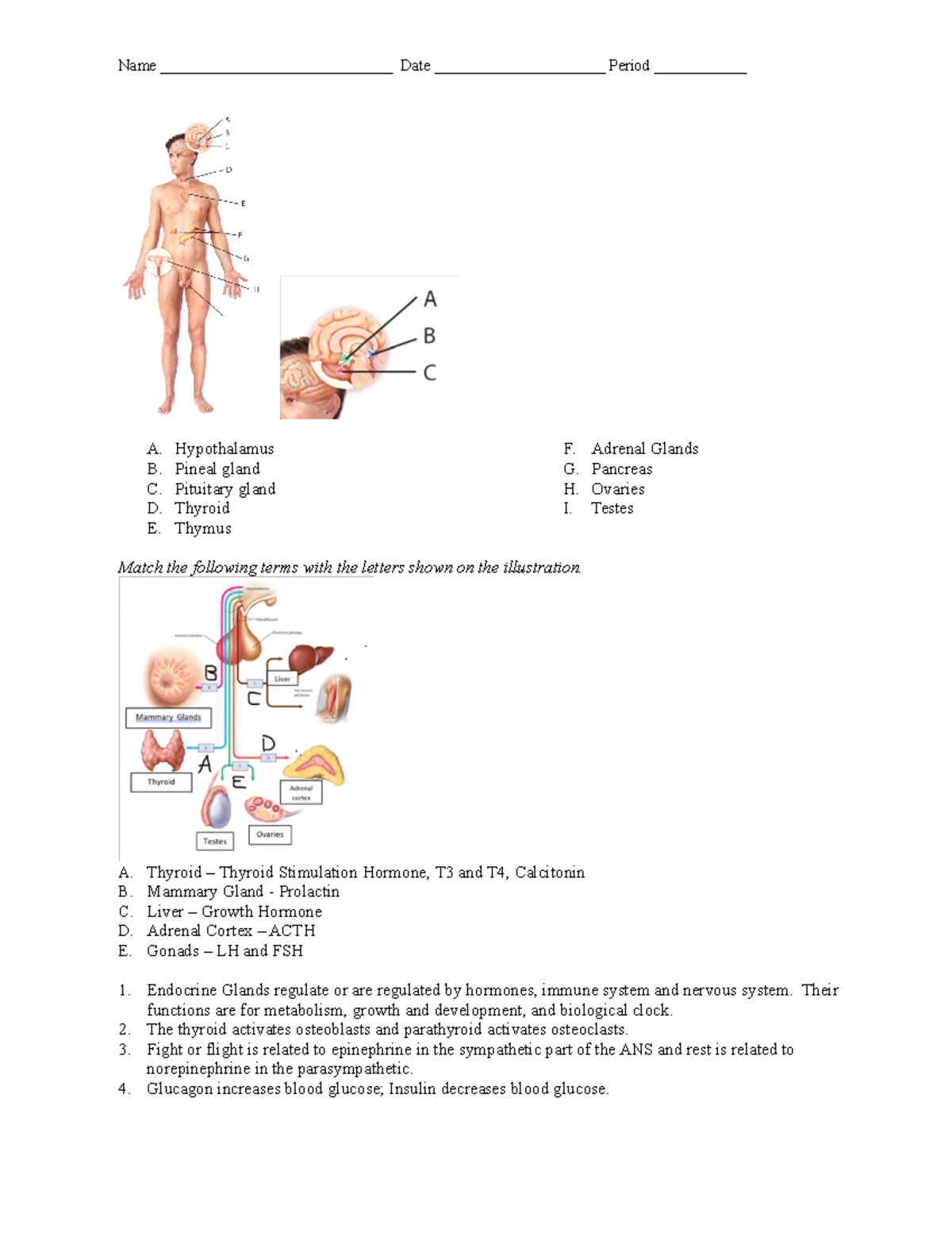 Endocrine System Test Review Sheet - Name ...