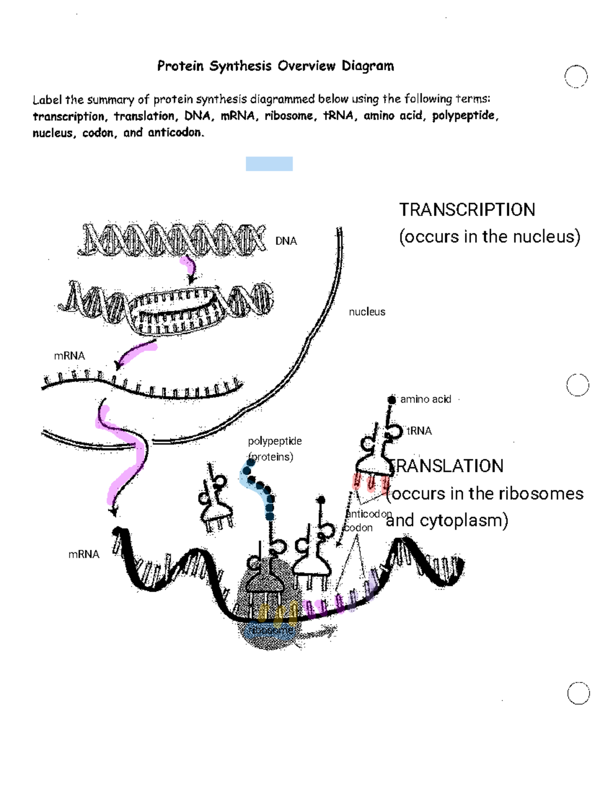Cell Structure (Label the parts of a cell and add color code it) Then ...