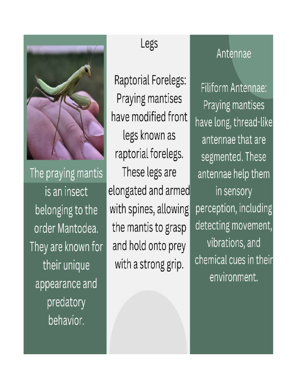Page 4 - Picture - Legs Antennae Raptorial Forelegs: Filiform Antennae ...
