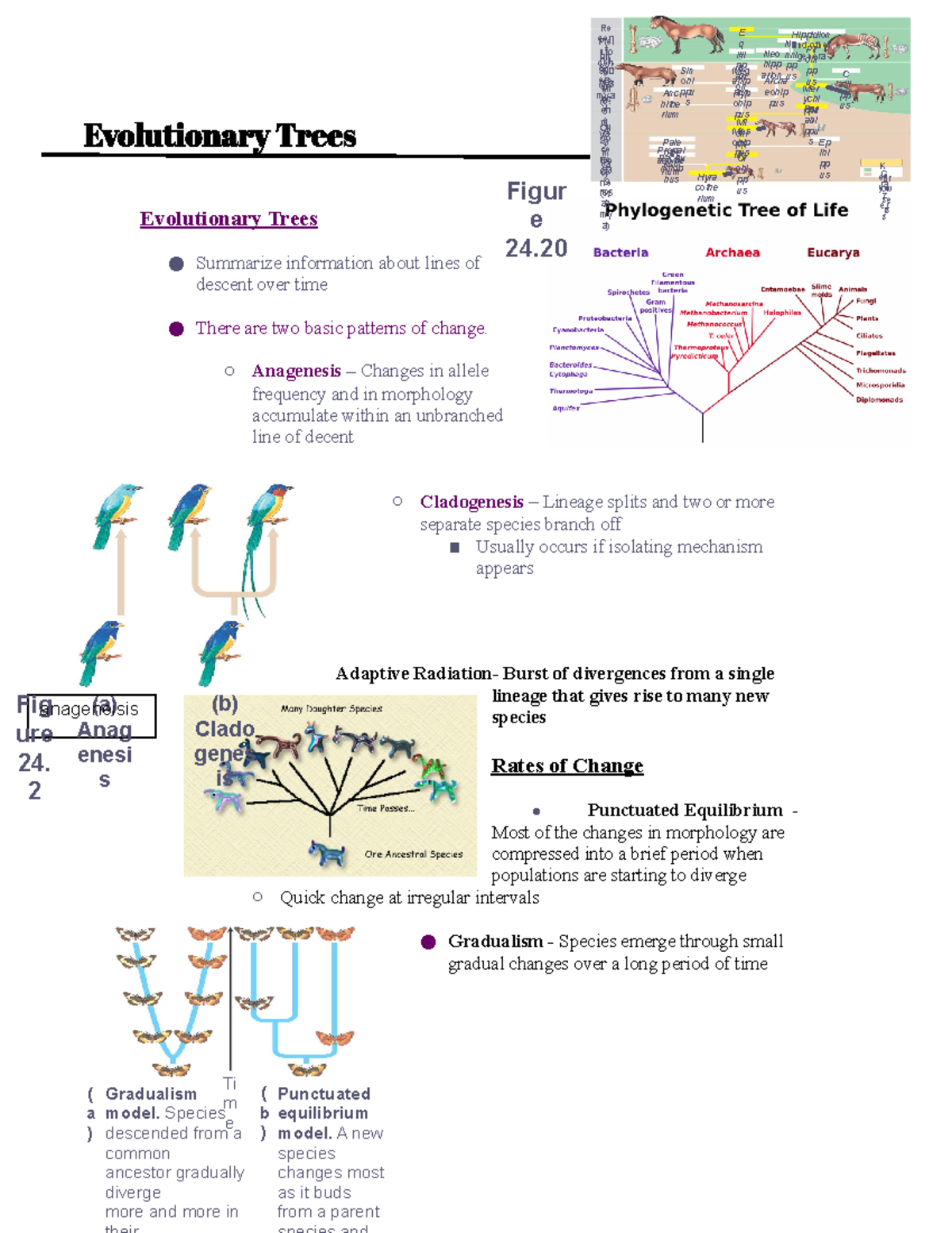 Evolutionary Trees Evolutionary Trees Evolutionary Trees Summarize