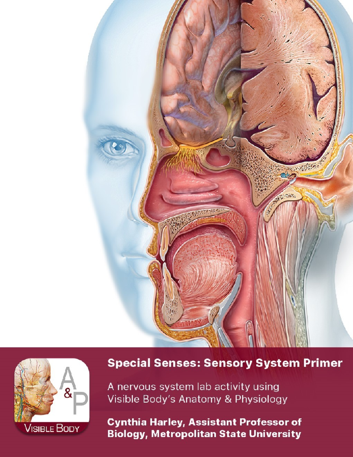Special senses - Lab activity anatomy and physiology two - GOALS OF THE ...