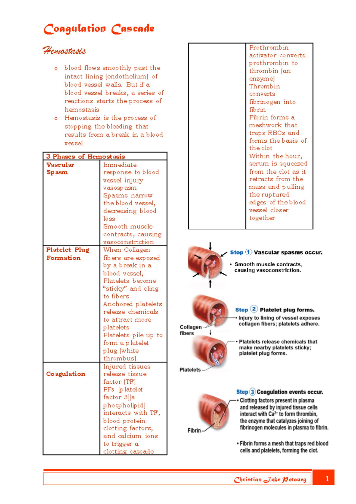 Coagulation Cascade - Hemostasis o blood flows smoothly past the intact ...
