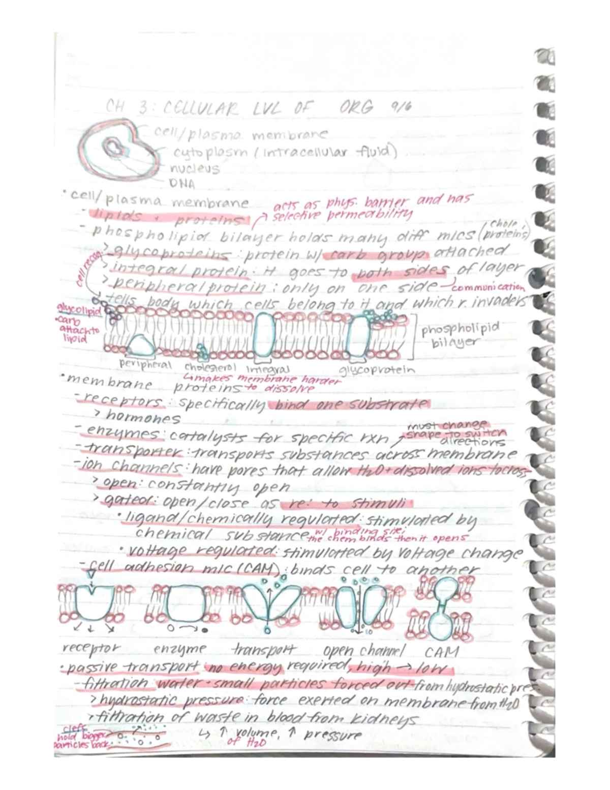 Ch 3 Bsc2085 - From Lecture Slides - BSC 2085 - Studocu