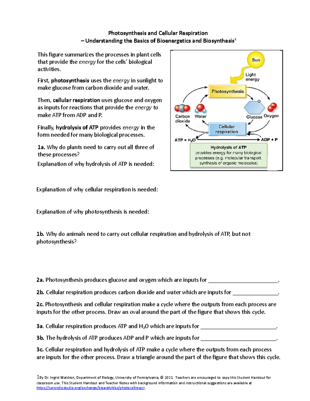 Copy of photosynthesis cellular respiration SHO - Photosynthesis and ...