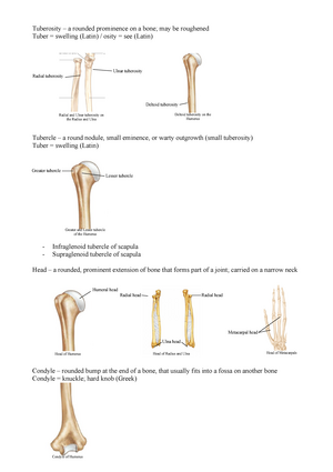 ulna bone markings