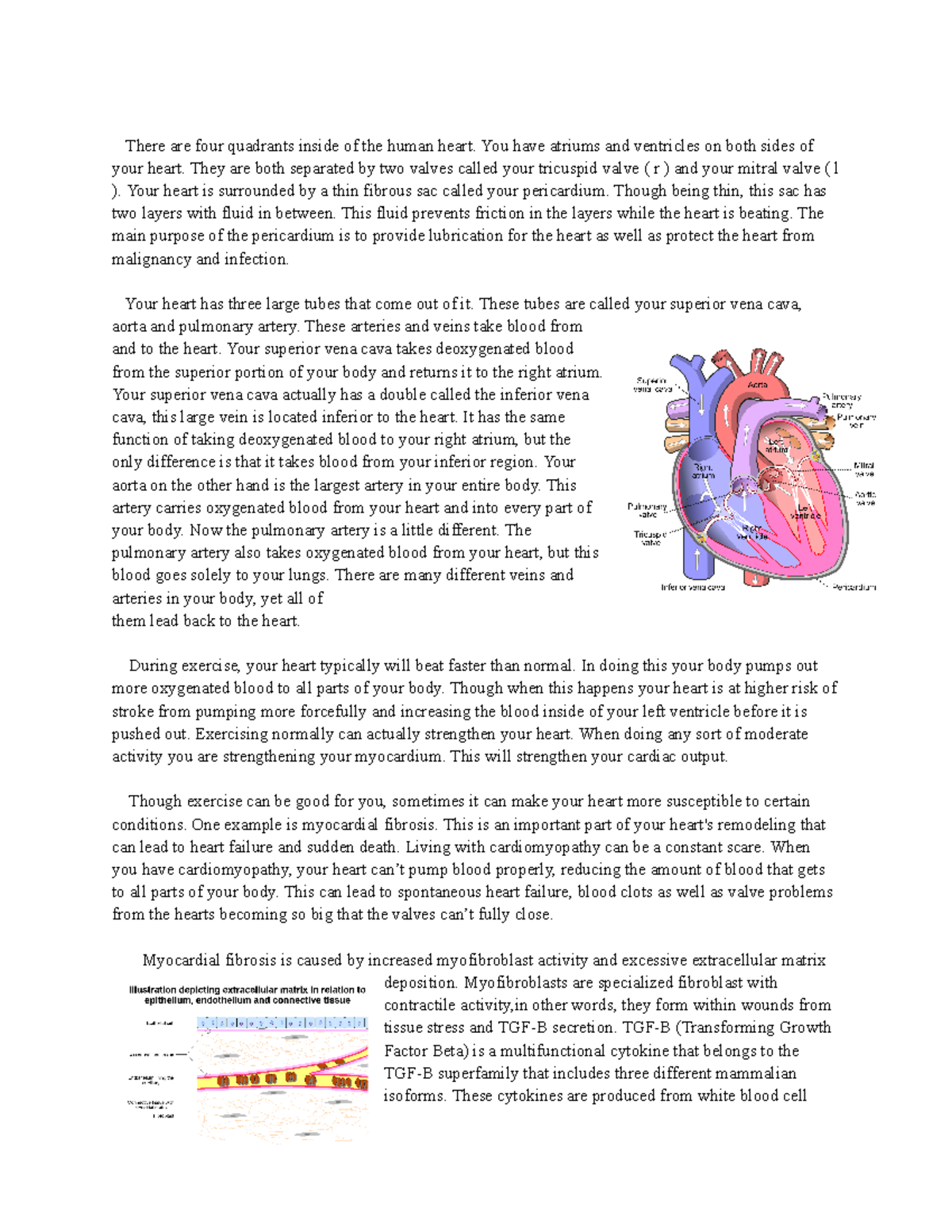 The Effect of Excercise on the Human Heart - There are four quadrants ...