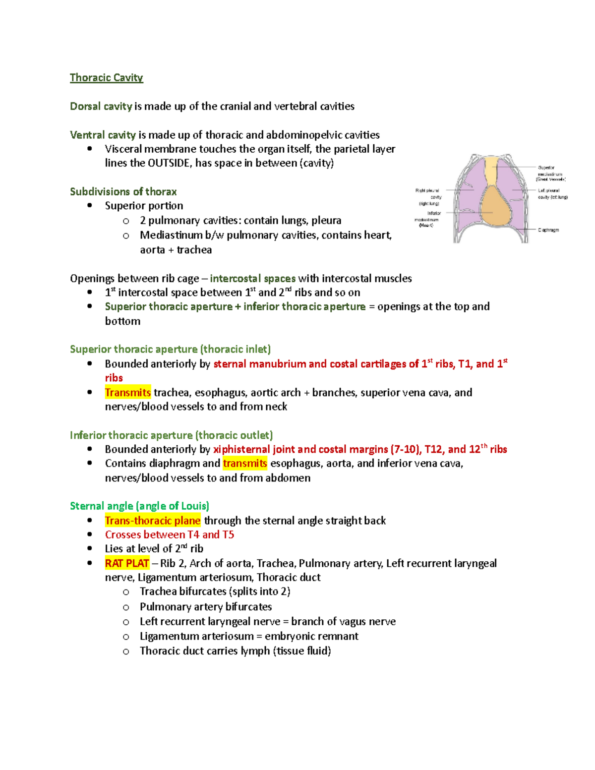 Exam 4 Study Guide - Thoracic Cavity Dorsal cavity is made up of the ...