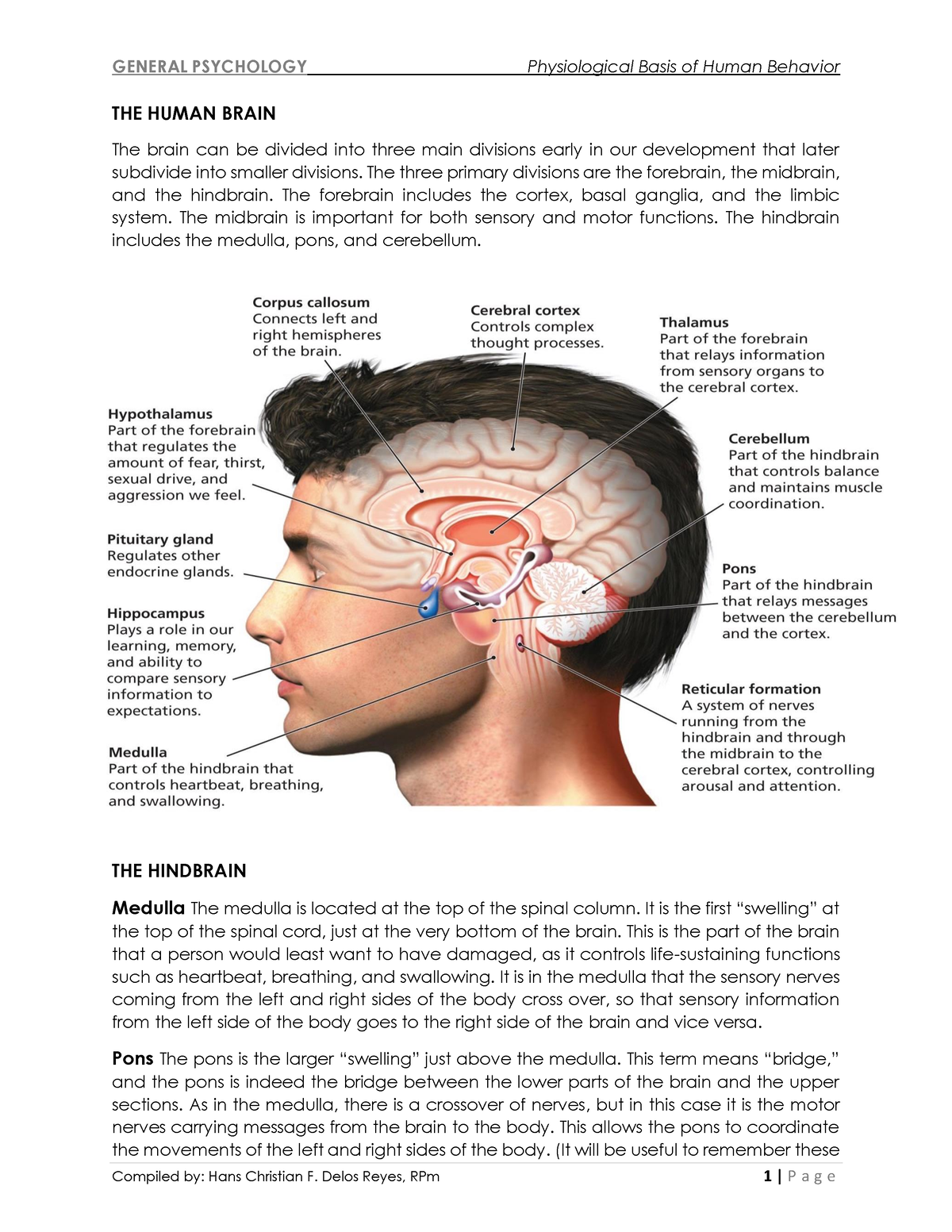 the-human-brain-fffff-the-human-brain-the-brain-can-be-divided-into