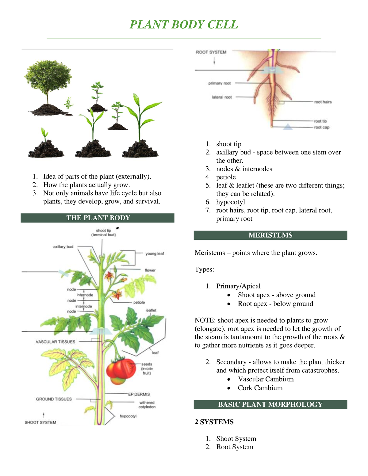 Plant body cell - 1. Idea of parts of the plant (externally). 2. How ...