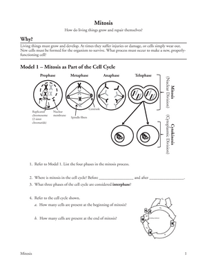 Mitosis Pogil For Science Meng 2441 Machine And Vibration Tamuct Studocu