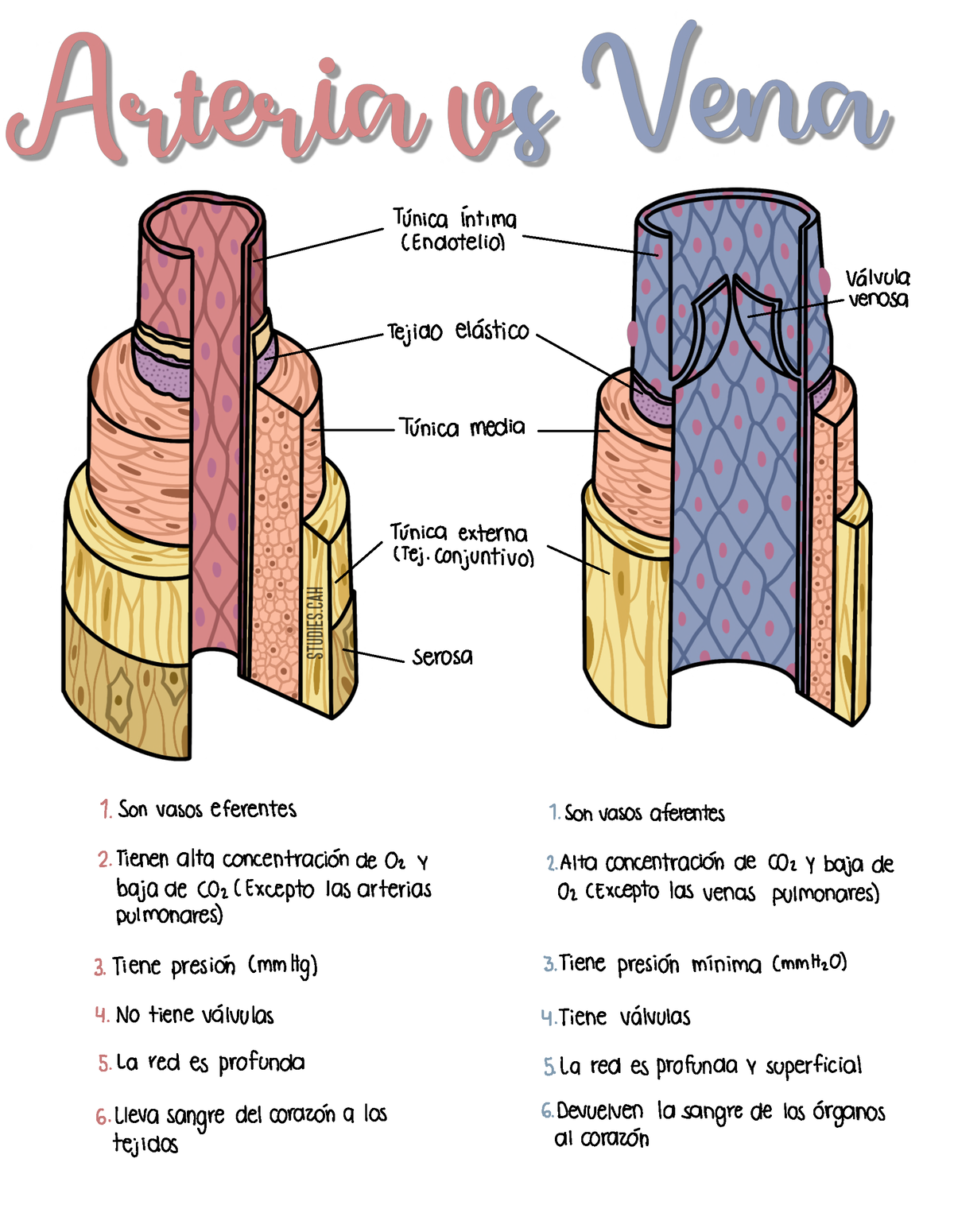 Arteria Vs Vena Arteris 1 Unica Intima Endotelio Válvula Venosa Tejido 5942