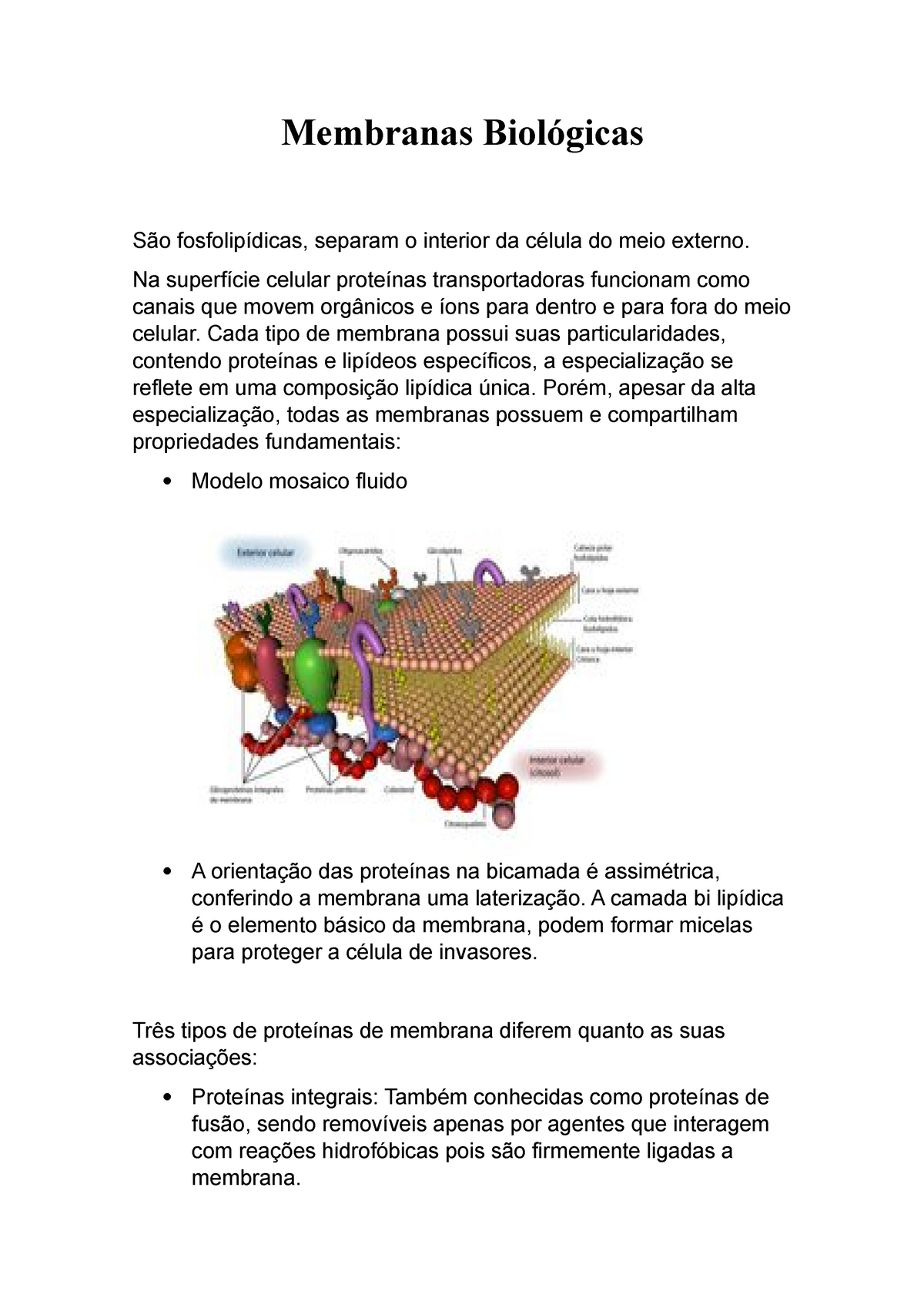 Membranas Biológicas Um Detalhado Resumo Sobre Membrana Plasmática Sua Funcionalidade 9964