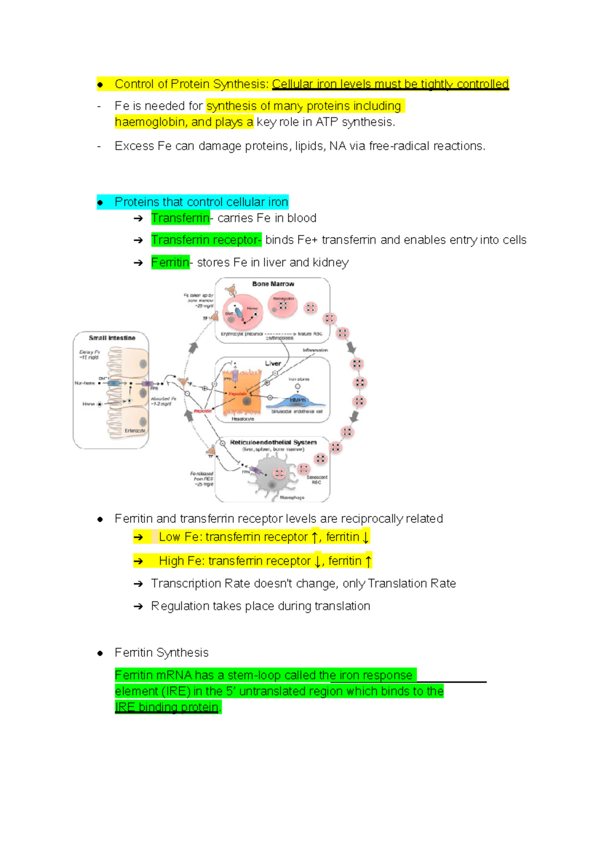 Week 6 - Lecture notes 6 - Control of Protein Synthesis: Cellular iron ...