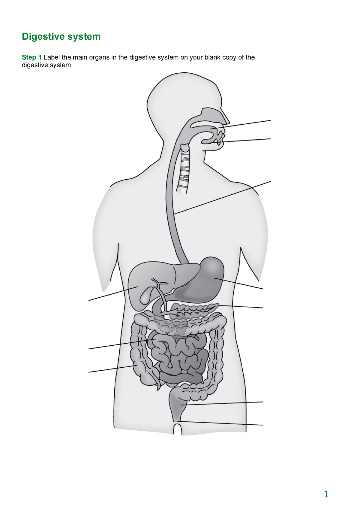 digestive system diagram with labels