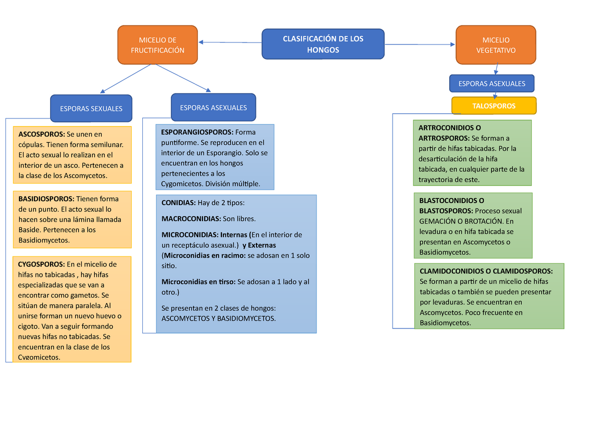 17 Mapa Conceptual De Los Hongos Images Plural Images