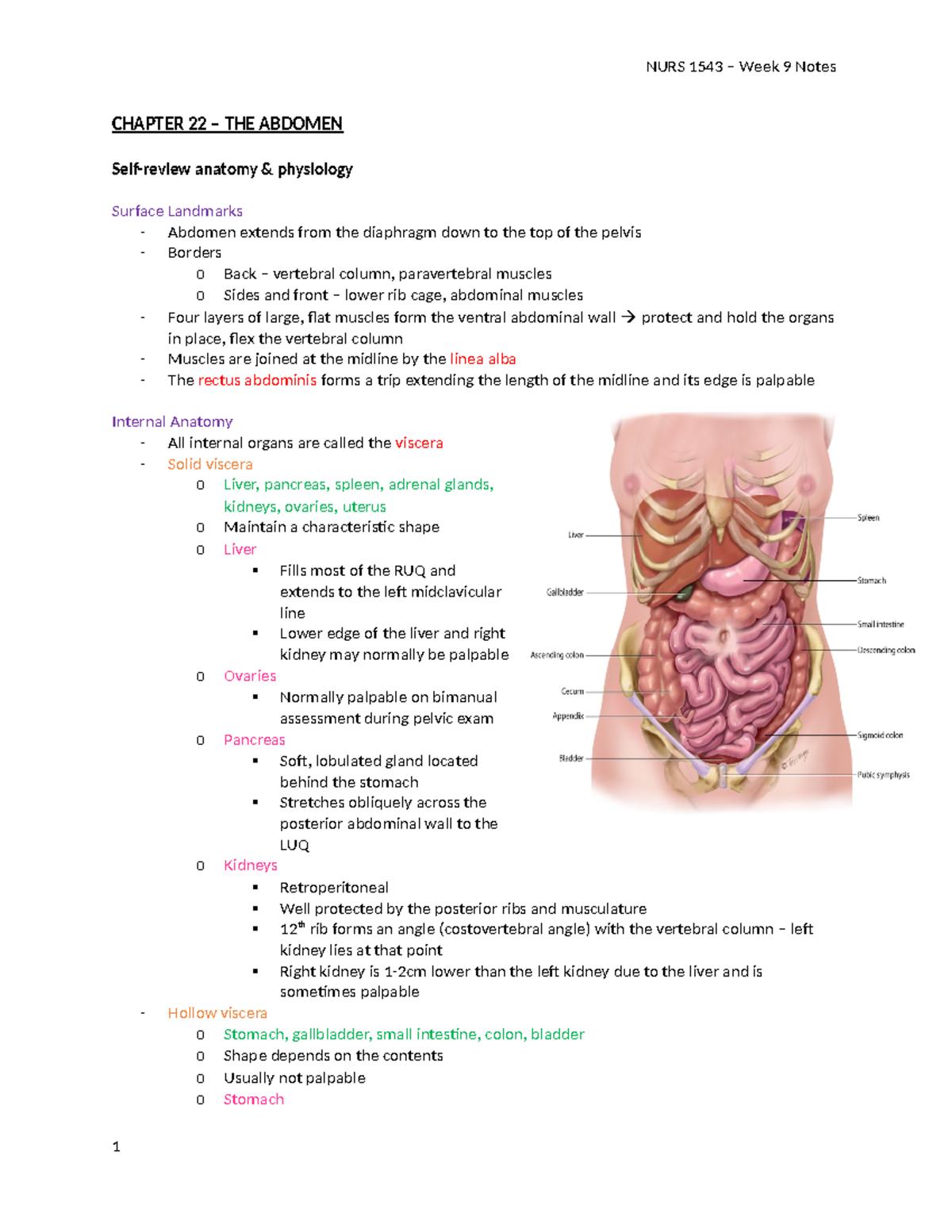 NURS 1543 Chapters 22 & 24 - CHAPTER 22 – THE ABDOMEN Self-review ...