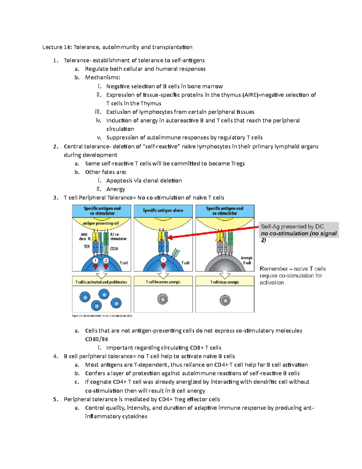 Lecture 16: Autoimmunity, Tolerance And Transplantation - Lecture 16 ...