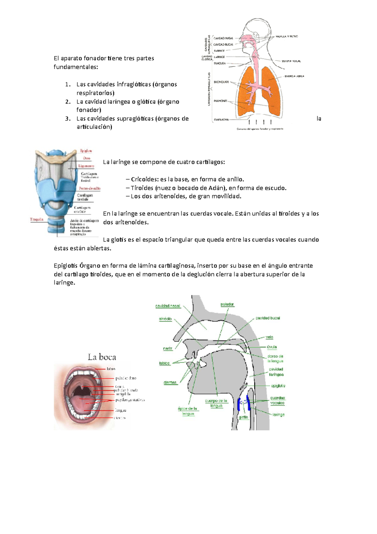 Aparato Fonador - Apuntes 3 - El Aparato Fonador Tiene Tres Partes ...