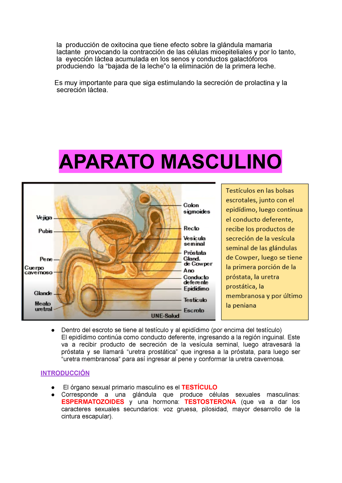 Histología Aparato Masculino Resumen - la producción de oxitocina que tiene  efecto sobre la glándula - Studocu