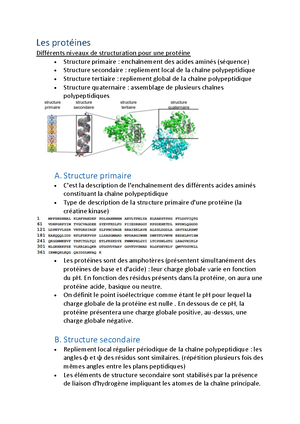 structure polypeptidique primaire