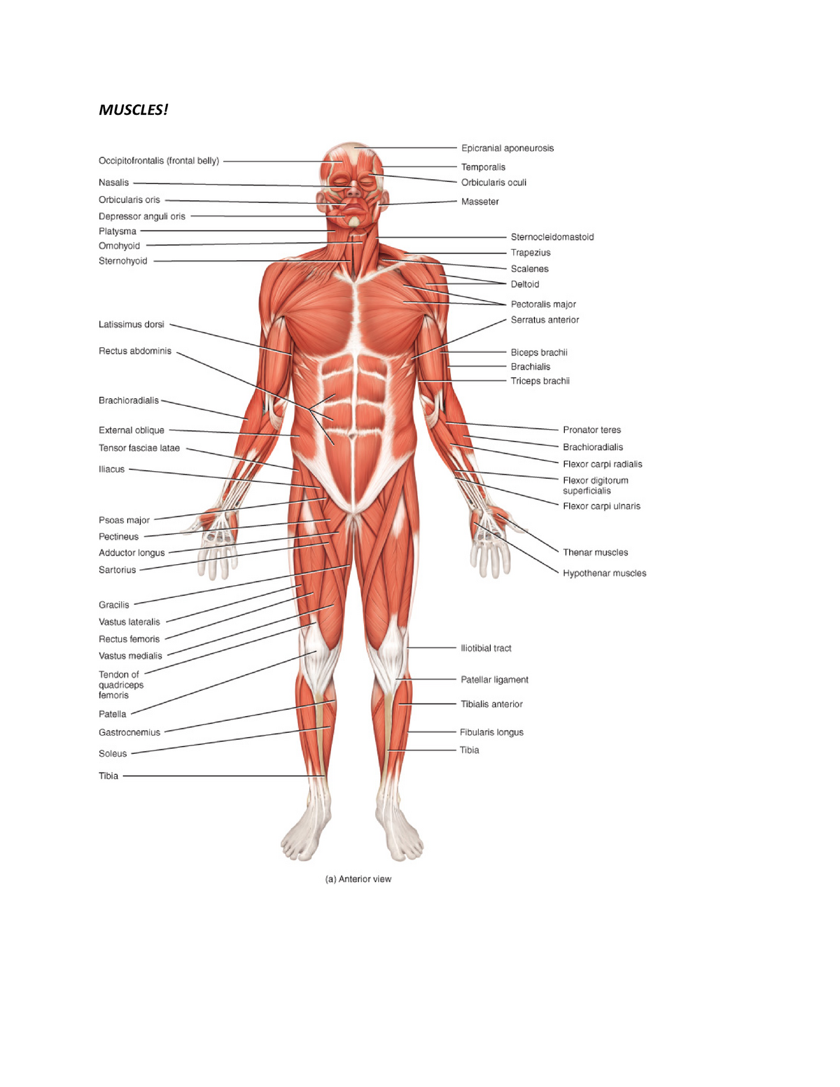 Muscles chapter 11 MUSCLES occipital bone. ACTION acing