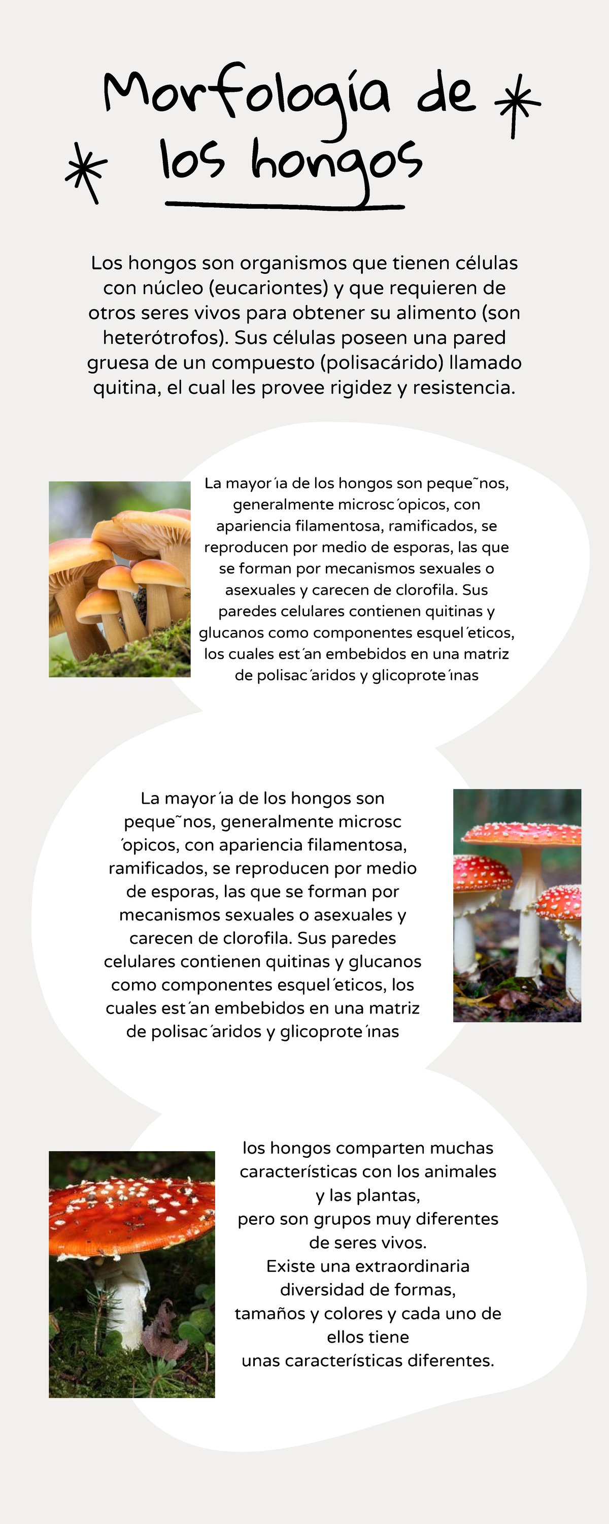 Killer Plants México - Sabías que El musgo Sphagnum es absorbente y de  un pH ácido de manera que previene el crecimiento de bacterias y hongos.  Durante la primera guerra mundial (1924-1918)