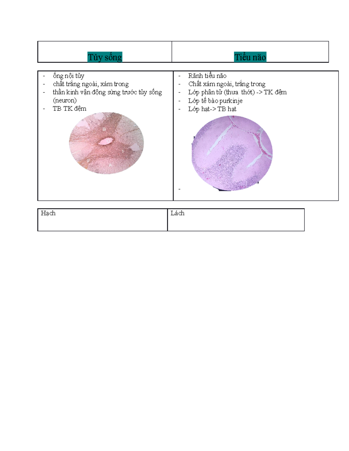 Mô phôi - 567ị676467 - Tủy sống Tiểu não ống nội tủy chất trắng ngoài ...