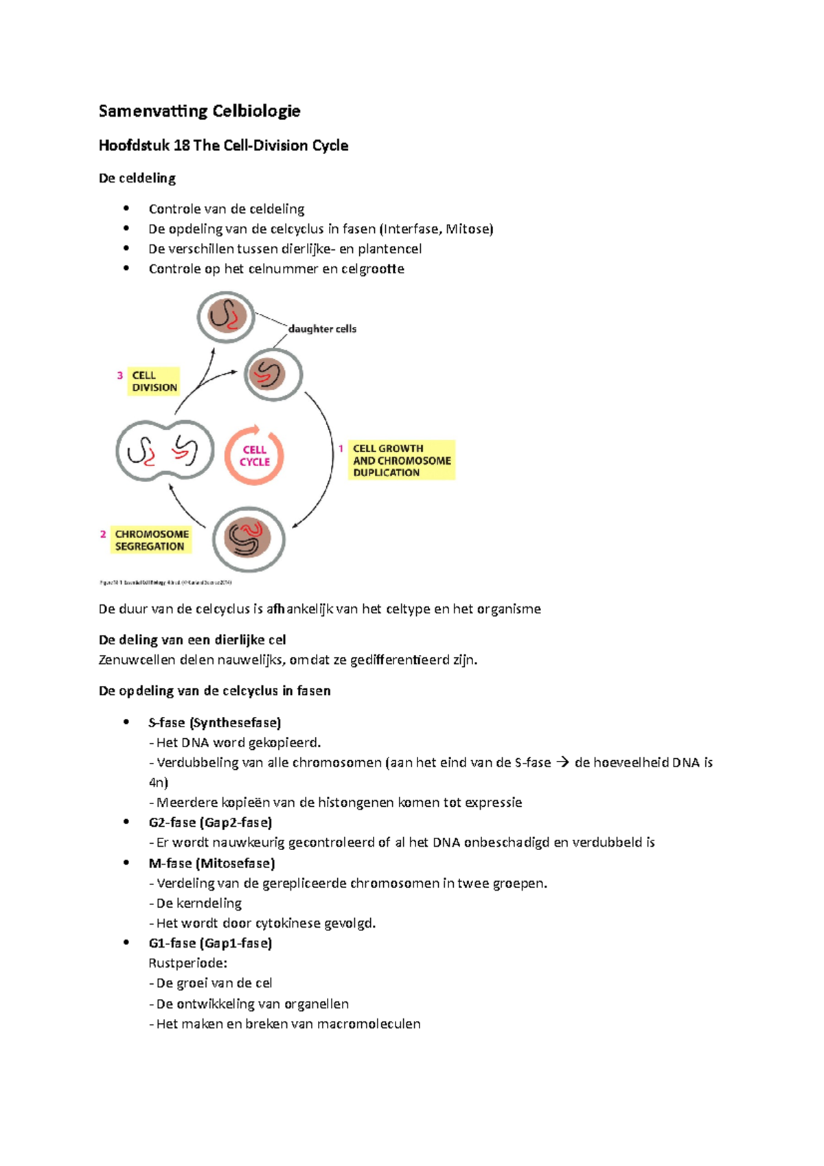 Samenvatting Celbiologie - De Opdeling Van De Celcyclus In Fasen ...