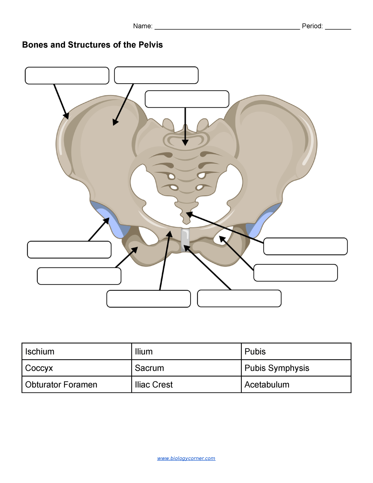 Bones Labeling Name Period   Thumb 1200 1553 