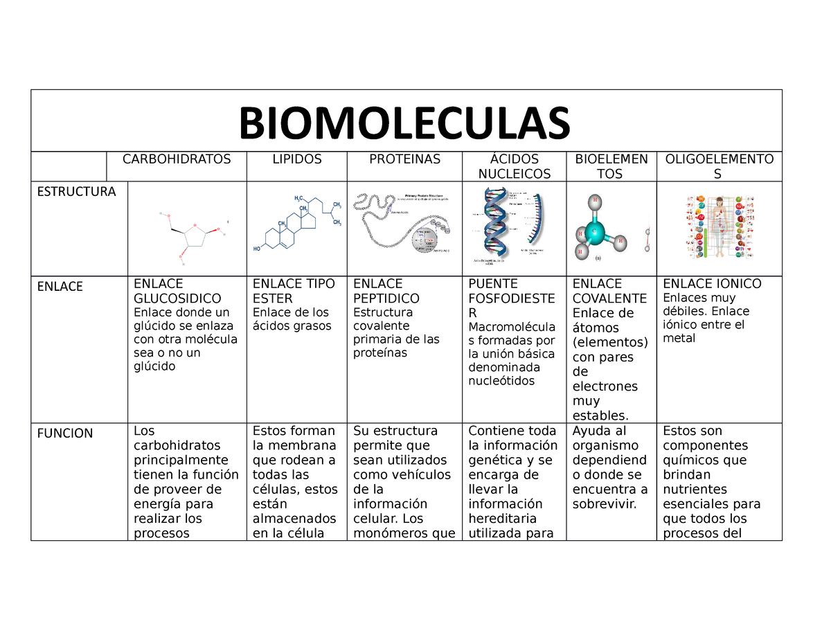 Biomoleculas Cuadro Comparativo Biomoleculas Carbohidratos Lipidossexiz Pix 8860