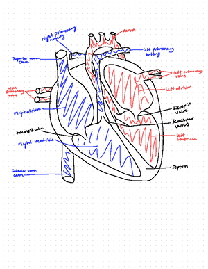 Bio Exam Notes - These are cheat sheets for the first term of bio HL ...