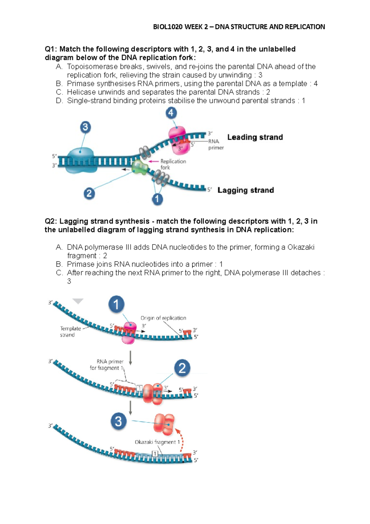 BIOL1020 tutorial 02.03.21 worksheet - Q1: Match the following ...