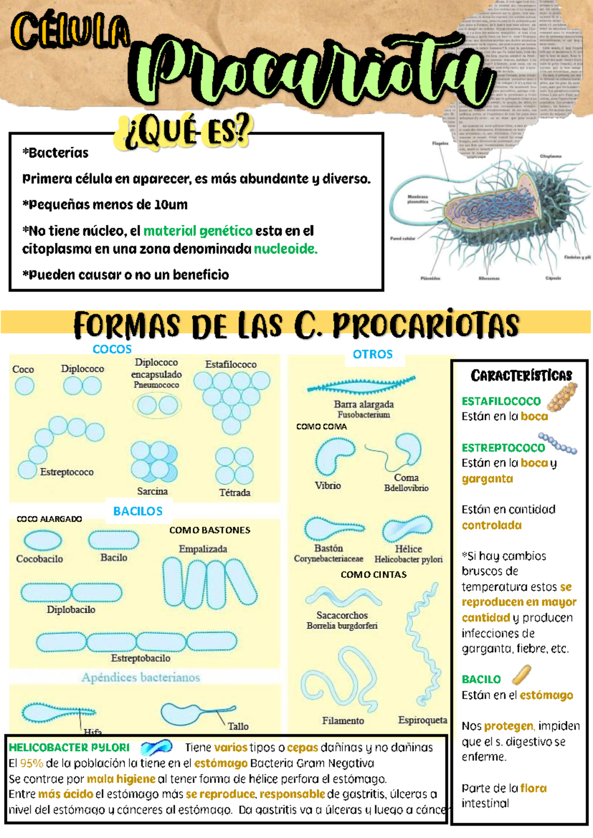 Celula Procariota - ¿Qué es? formas de las C. procariotas ...