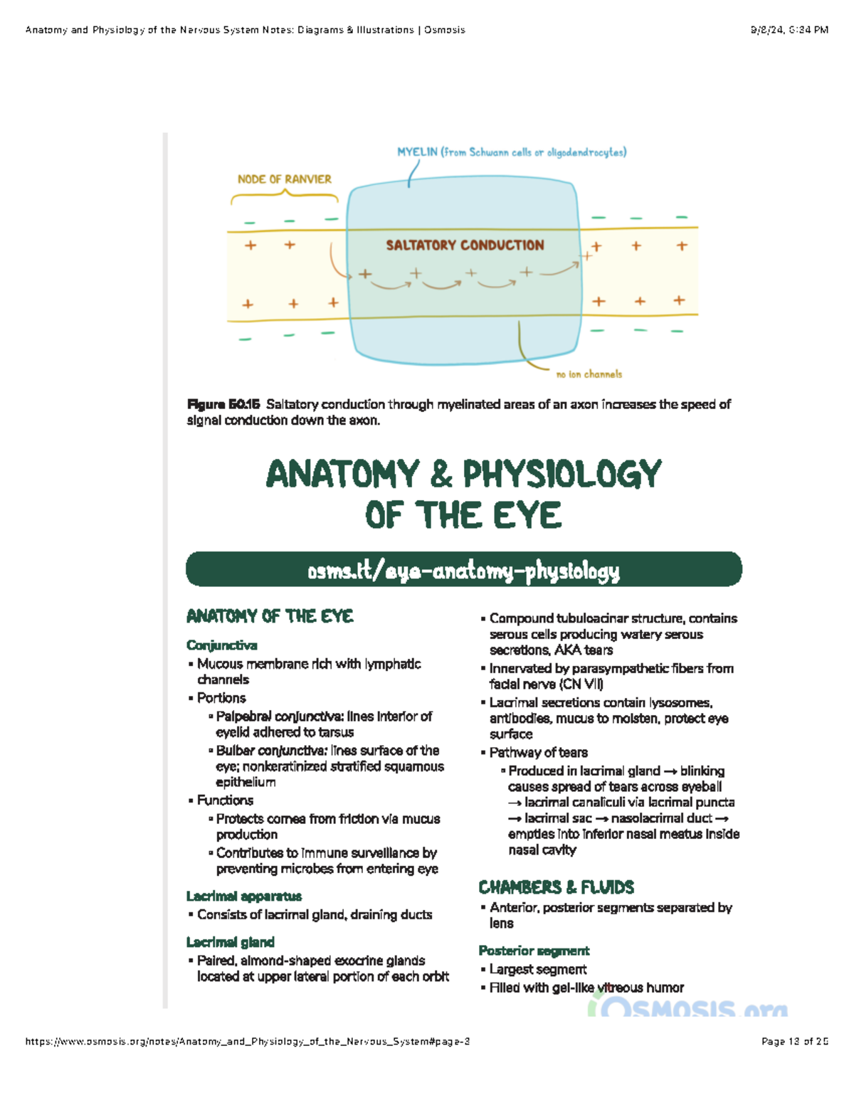 Anatomy and Physiology of the Nervous System Notes: Diagrams ...