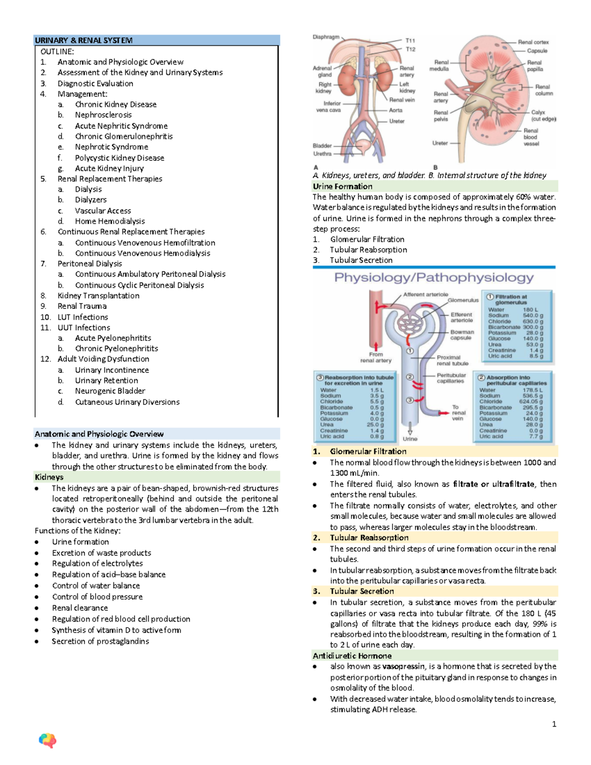 7 - Medical surgical nursing - URINARY & RENAL SYSTEM OUTLINE: Anatomic ...