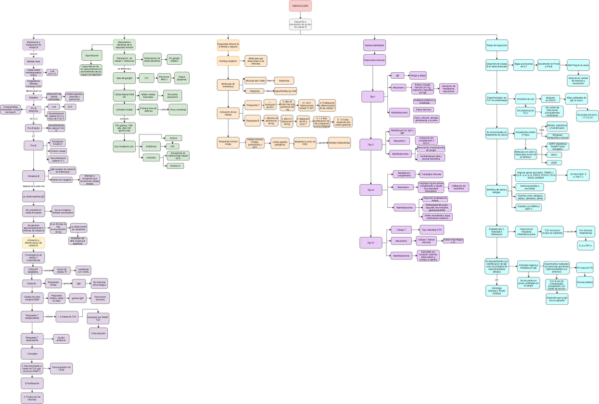 Mapa Conceptual De Inmunología: Desarrollo De Linfocitos B ...