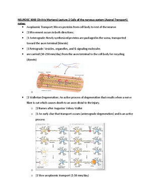 Neurosc 3000 Dr Kris Martens Chapter 4 The Action Potential Notes Part Neurosc 3000 Dr Kris Martens Chapter 4 The Action Potential Notes Part