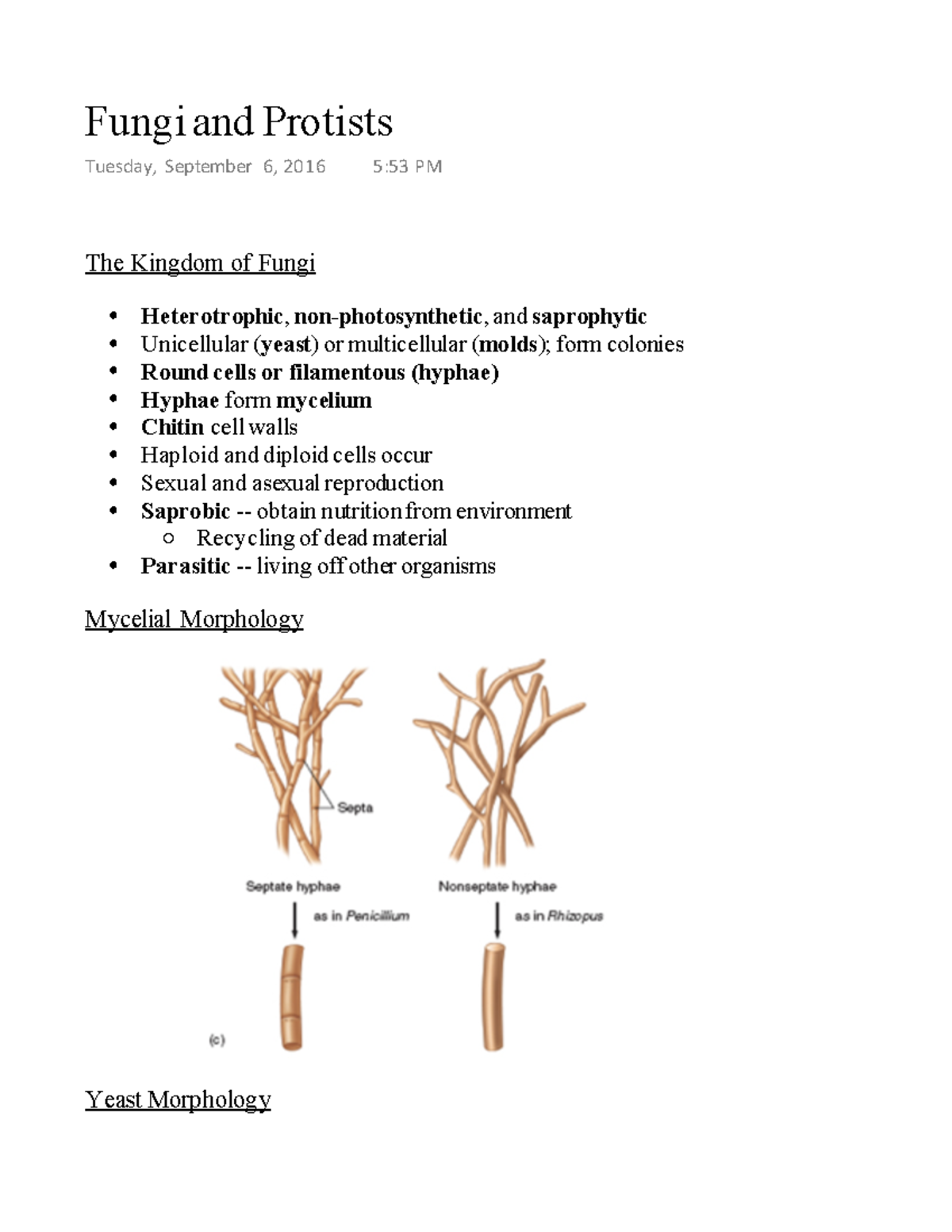 MIC205 - Fungi and Protists - The Kingdom of Fungi Heterotrophic, non ...