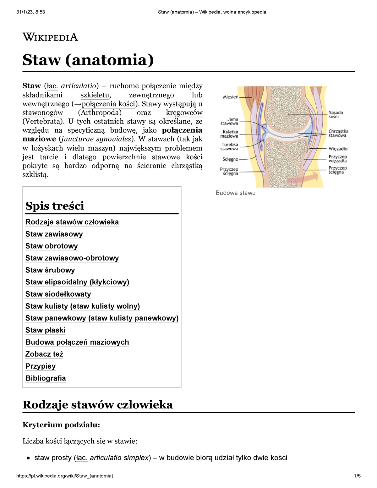 staw-anatomia-wikipedia-wolna-encyklopedia-budowa-stawu-staw