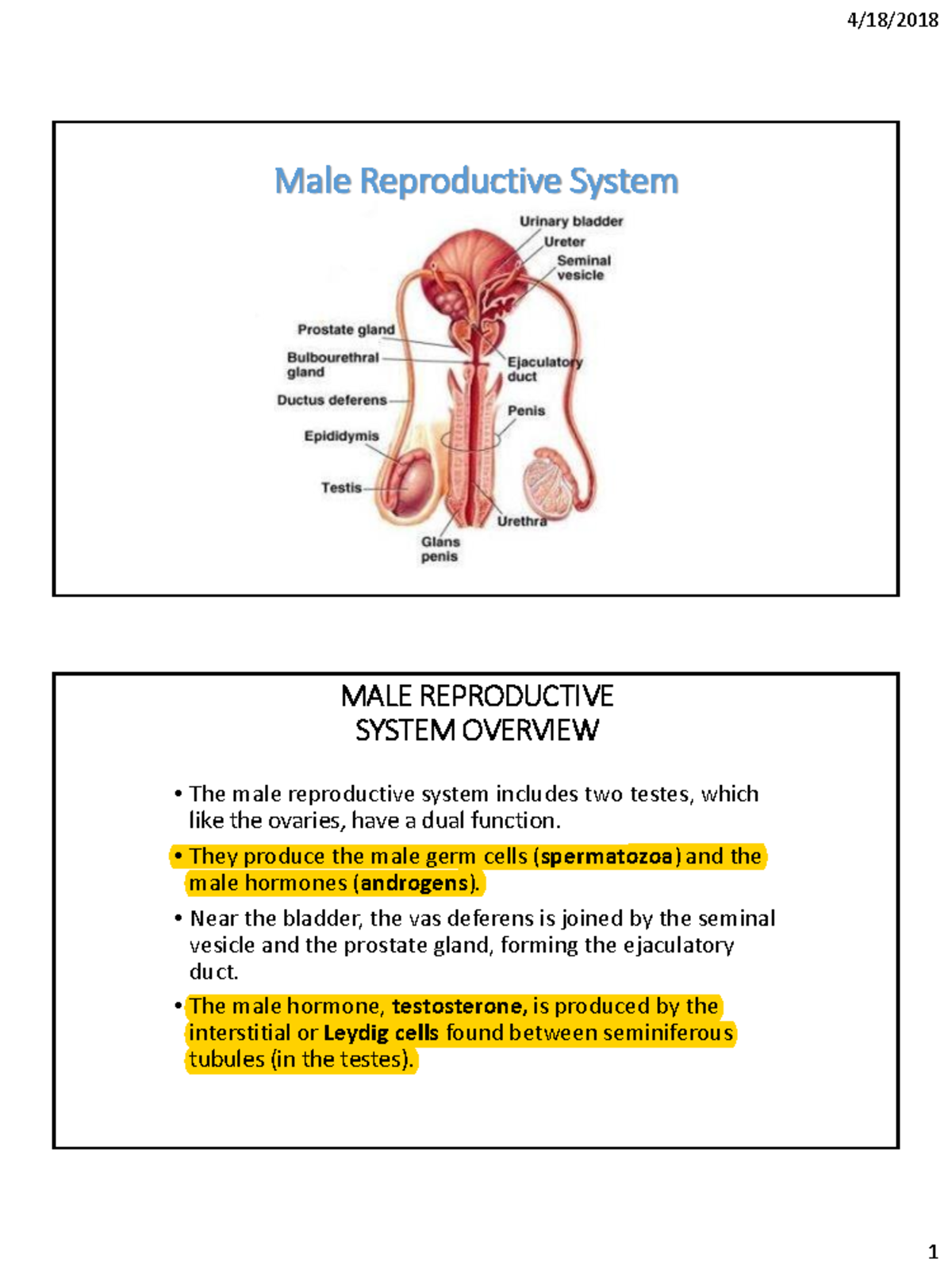 Male Reproductive System Overview - Studocu