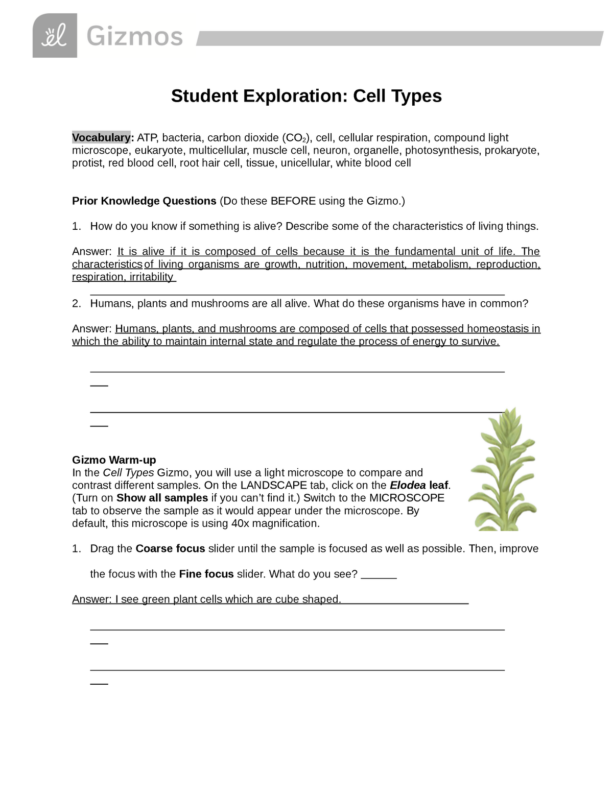 Ells Alive Bacterial Cell Worksheet Answer Key Worksheet Database