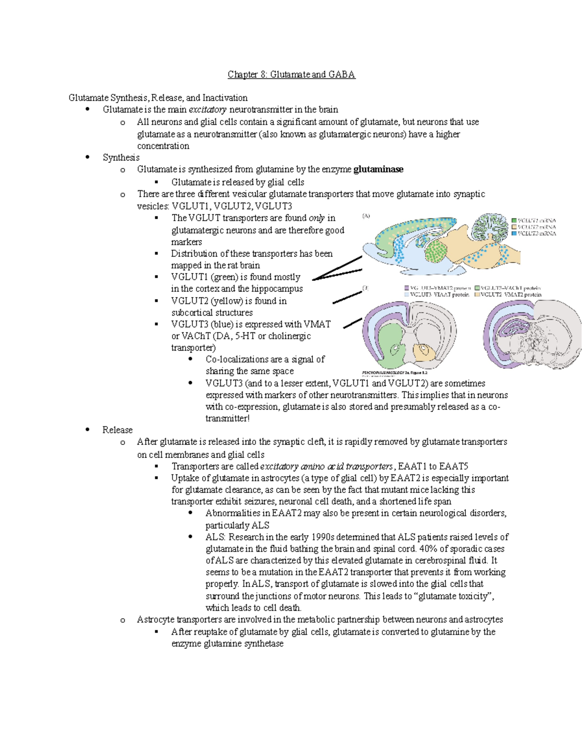 Chapter 08- Glutamate and GABA - Chapter 8: Glutamate and GABA ...