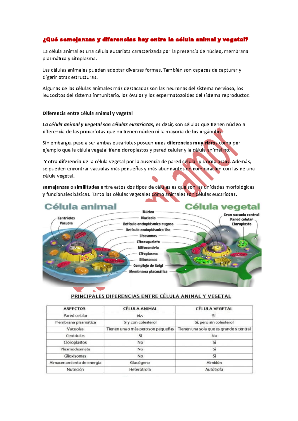Qué semejanzas y diferencias hay entre la célula animal y vegetal Las