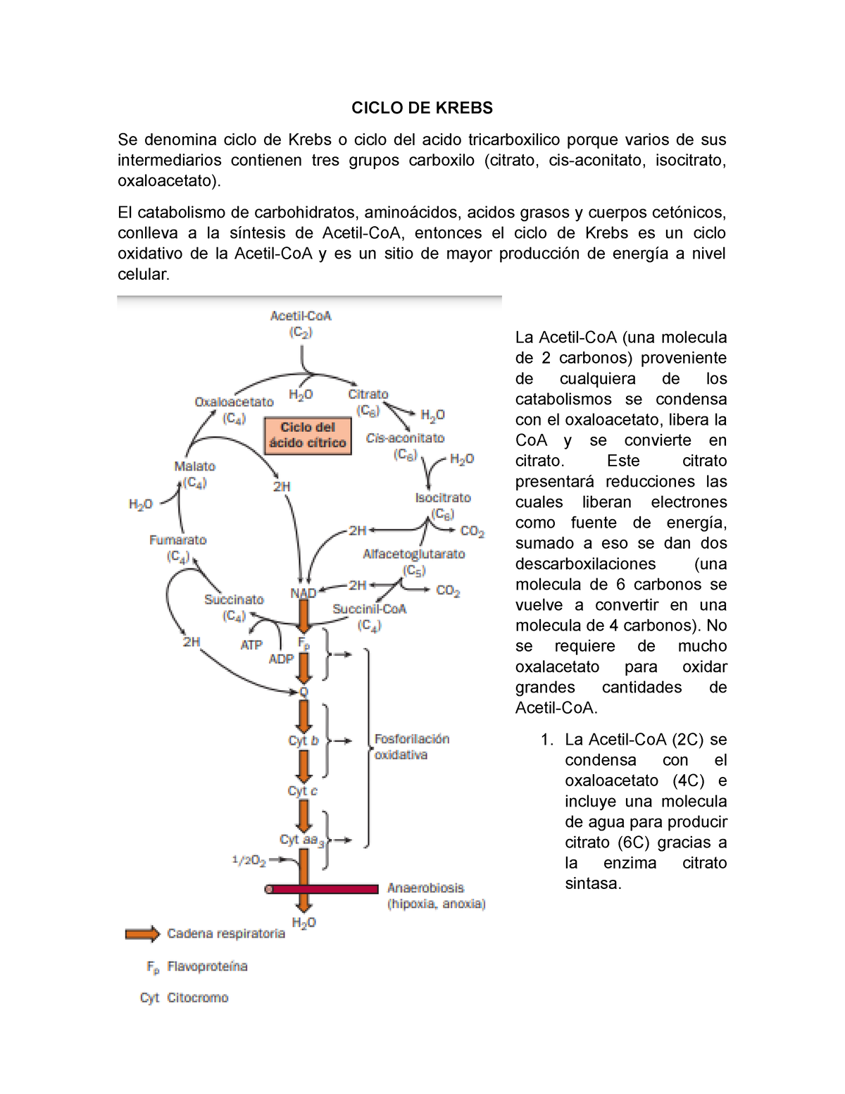 Ciclo De Krebs Ciclo De Krebs Se Denomina Ciclo De Krebs O Ciclo Del Acido Tricarboxilico