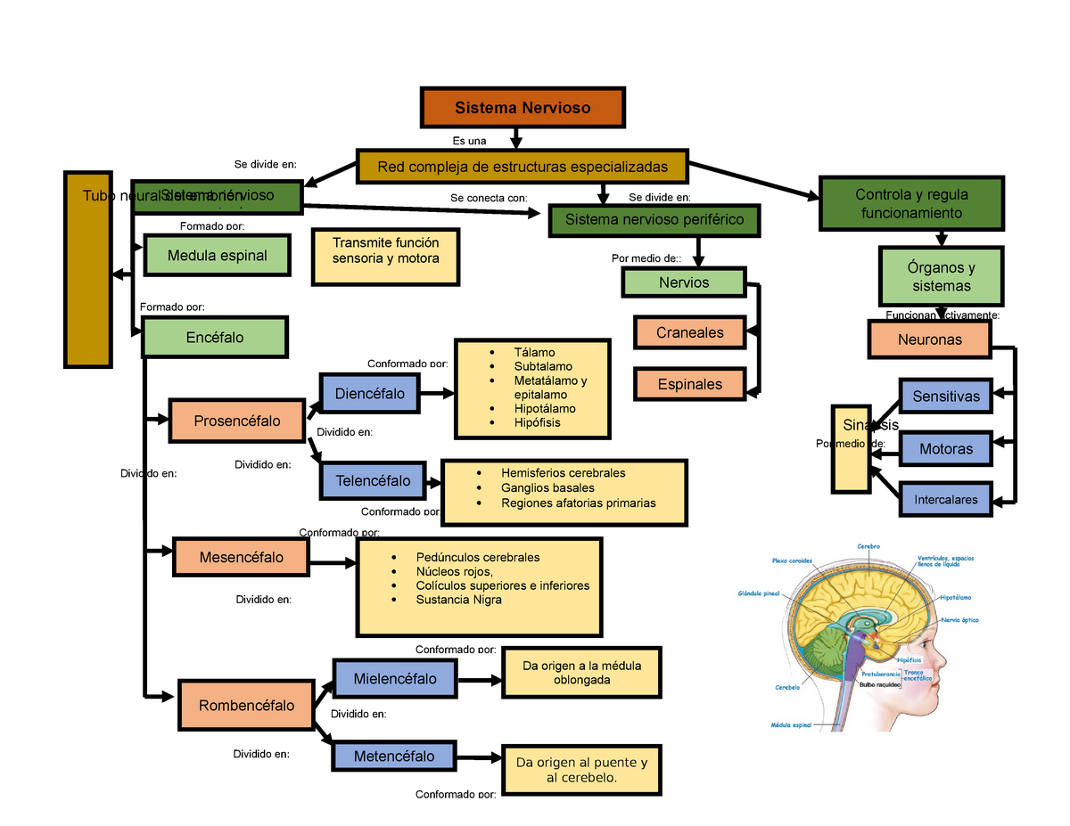 Mapa Conceptual Del Sistema Nervioso Sistema Nervioso Vrogue Co