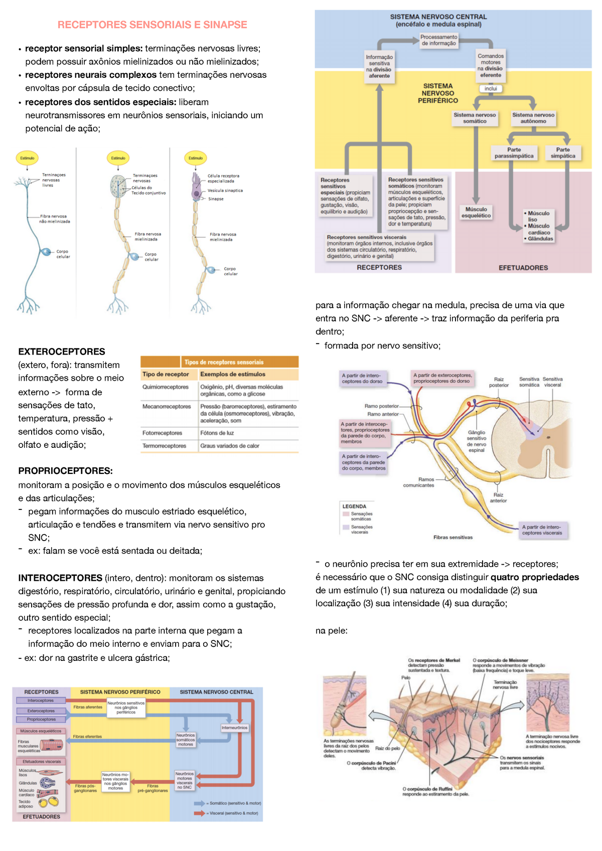 Receptores Sensoriais E Sinapse - SO III - RECEPTORES SENSORIAIS E ...