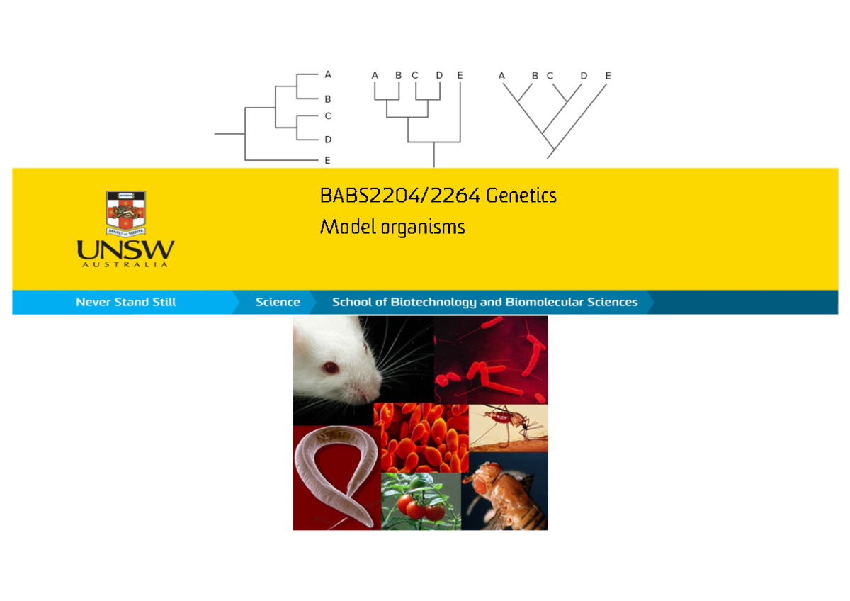 W1L2 Model Organisms Molecular Cell Biology 1(BABS2202) BABS2204