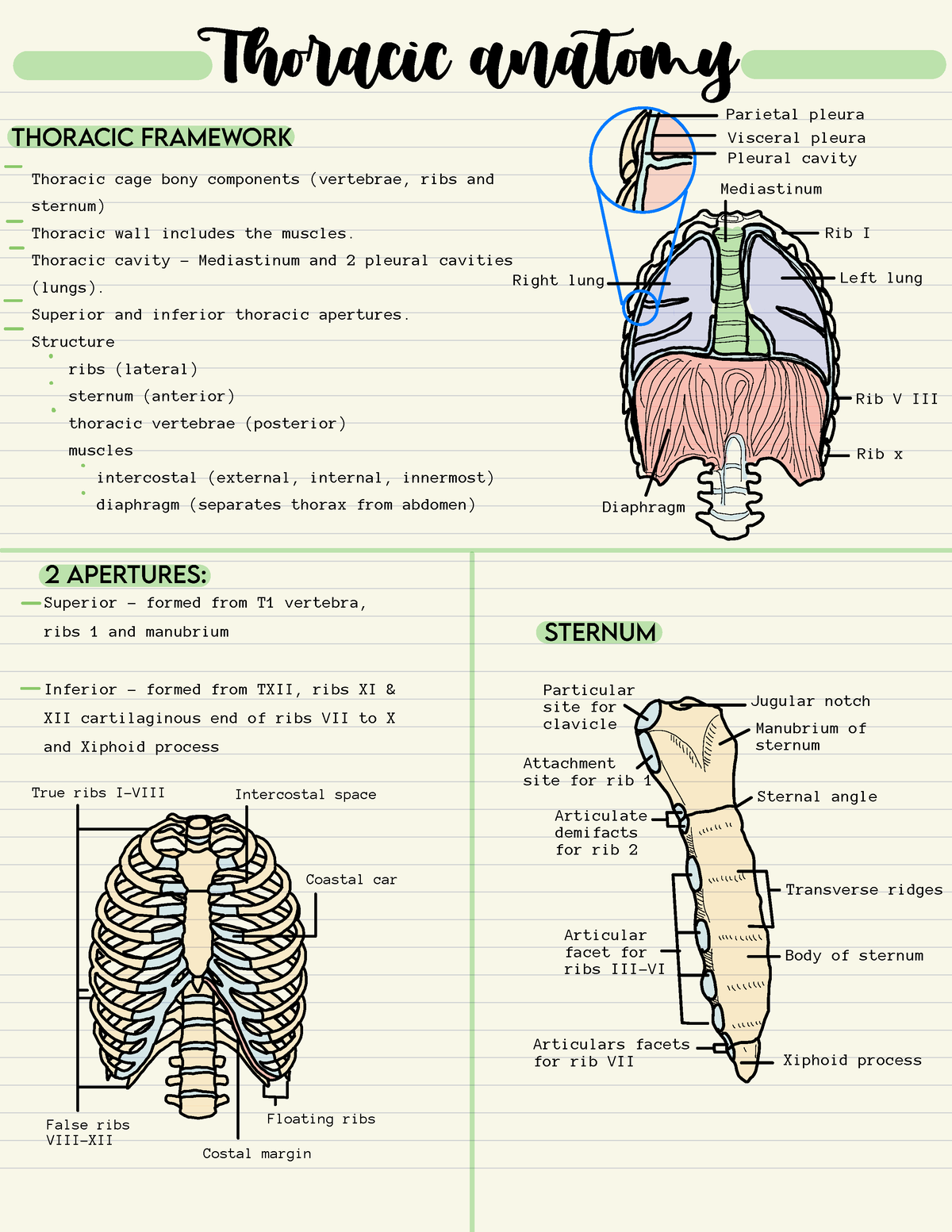 BM1032 8 - Thoracic anatomy Thoracic cage bony components (vertebrae ...